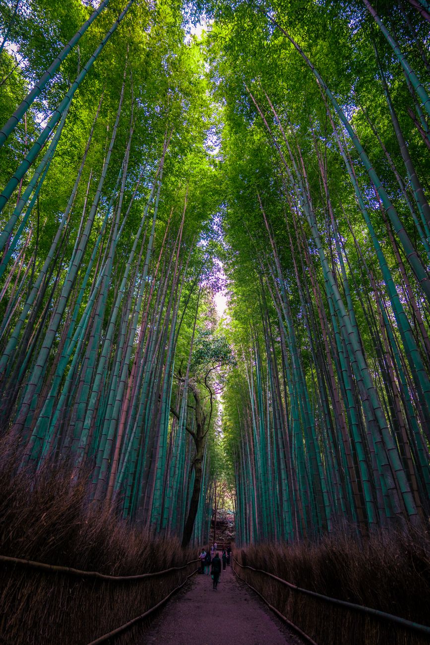 Kyoto bamboo grove and temple grounds